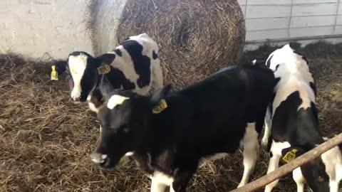 Playful calves