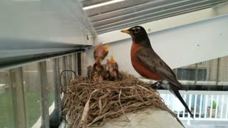 American Robin feeding her chicks