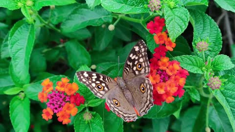 Relaxation | Meditation | Beautiful Butterflies | Soothing Video