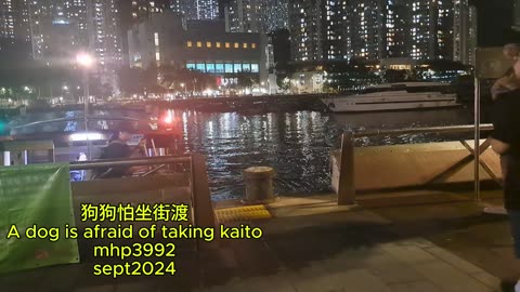 狗狗怕坐街渡 A dog is afraid of taking kaito mhp3992 sept2024