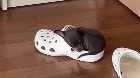 Why Spend Money On A Dog Bed When He Prefers To Sleep In The CROC 🤦😅 | #cutedog #dog