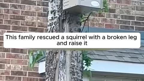 This family rescued a squirrel with a broken leg ♥️♥️♥️