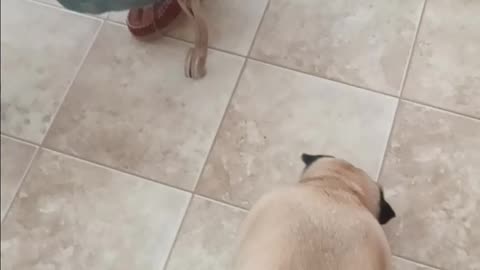 Pug catching eggs!