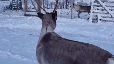 After watching this, I will now need an emotional support reindeer 🥺