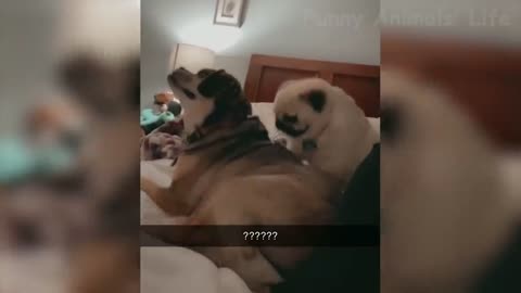 Pug scratching a dog's back