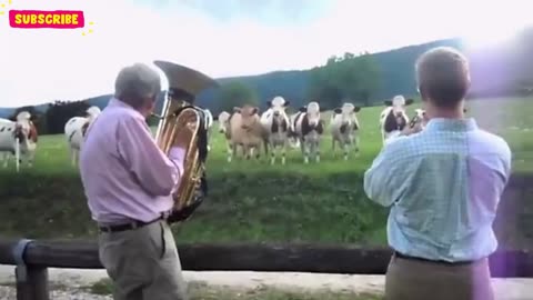 Animals and the power of music