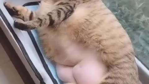 Funny sleepy fat cat--over weight feels sleppy