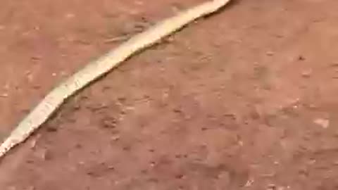 Anaconda, anaconda attack cow