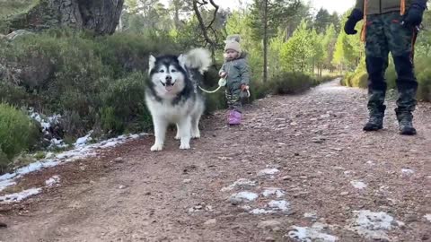 Baby Girl Convinces Sled Dog Not To Pull! (Cutest Ever!!)