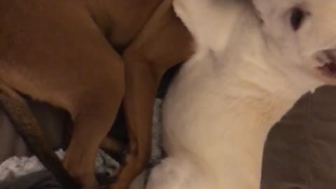 Brown dog and white dog cuddling on brown couch