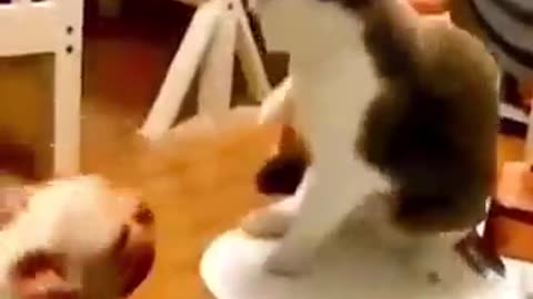 Funny Animals Video