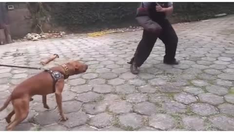 WOW LOOK AT THIS!! Rottweiler vs Pit Bull vs Doberman