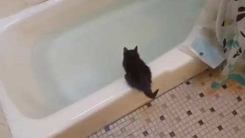 This kitten know how take a bath😄