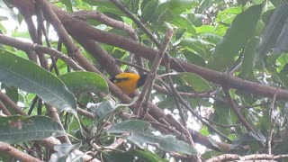 Black headed Oriole