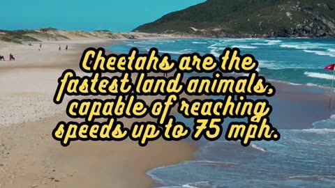 Animal Facts. Cheetahs #shorts