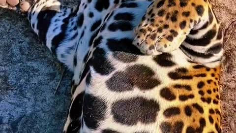 Cute jaguar 😍