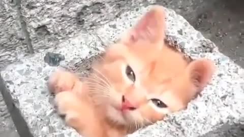 Kitten Playing with the Stone