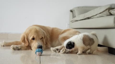 Golden Retriever's Reaction to Puppy Stealing his Favorite Toy