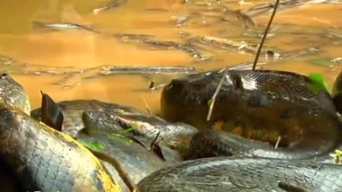 WATCH GIANT ANACONDA | WORLD'S BIGGEST SNAKE FOUND IN AMAZON RIVER