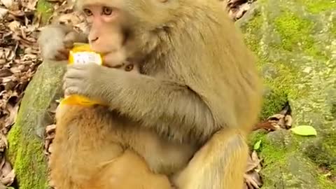 yt1s.com - Lovely and Funny animals Lovely Monkeys Videos 2021