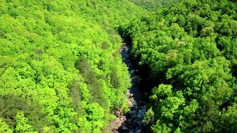 Birds Sound ,Beautiful Nature Peaceful, Piano Music