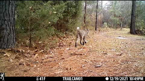 ❤😻❤ Bobcat Sprinkle ❤😻❤