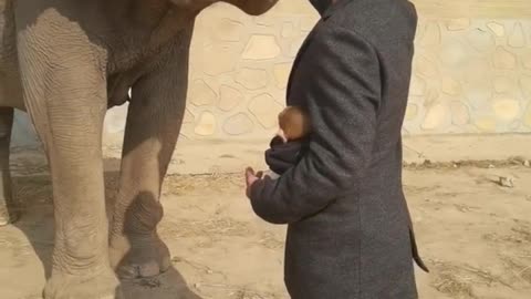 The breeder feeds the elephant carrots