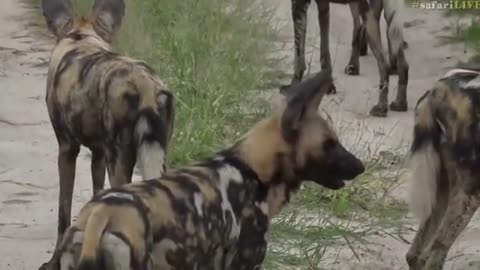 March 03, 2017- Wild Dogs Meet Giraffes