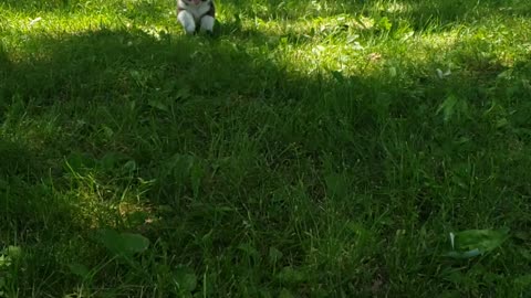 Corgi puppy running