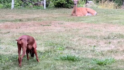 Dog Meets Deer