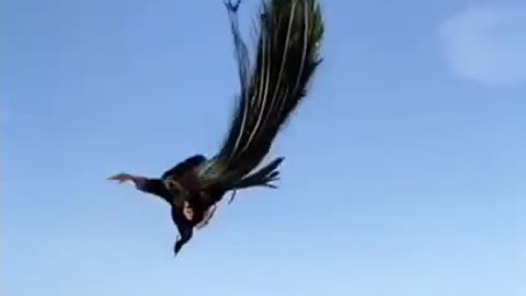 Beautiful peacock Flying video