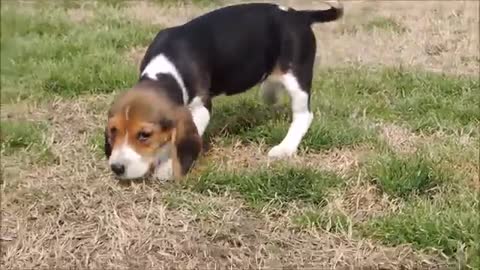 Cutest Beagle Puppy EVER