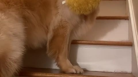 He won’t go upstairs to bed without one