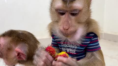 Smart Monkey Eating Fruits