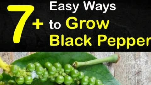 Black pepper A cancer fighter