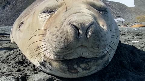 Seal Sneezes Sound Like Farts