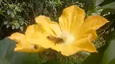 How bees collect honey from flowers। bees collect video