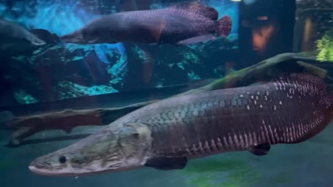 pirarucu, paiche, arapaima, large fish from amazon