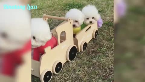 Very Cute Puppy Videos 😍 Dog Actions Make You Lovely Compilation _ Cute Animals