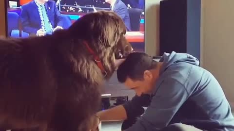 Mutual grooming session between doggy and owner will crack you up