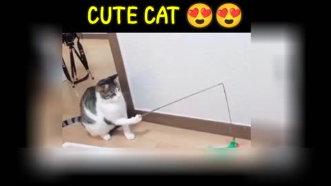 Cute cat doing funny things 🤣🤣| funny animals| cute cat