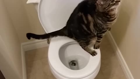 train your cat to use toilet and to flush