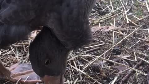 Bert, My special needs goose has early issues twisting neck