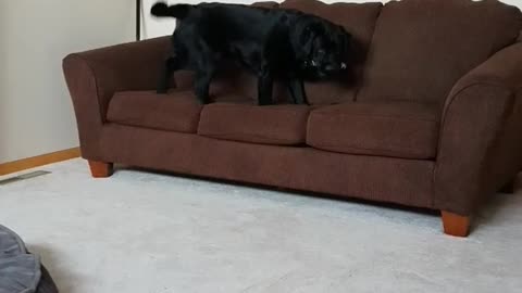 Black dog running on top of sofa with remote in mouth