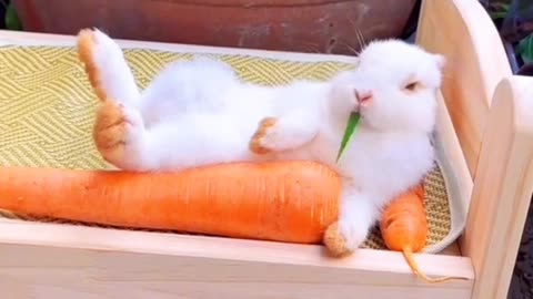 Rabbit best video 2023 | Beautiful Rabbit video | Pak Rabbit Official