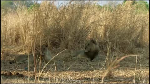 The Strongest LION PRIDE in Luangwa Valley | Documentary