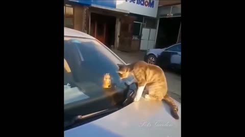 Intelligent cat new funny video 2022.