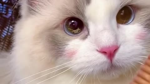 cute cat funny cat