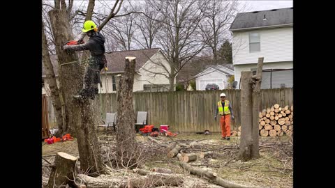 Hoffman Expert Tree Services - (614) 333-1821