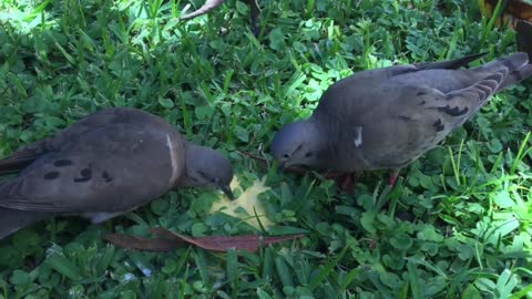 Beautiful pigeon voice sound Effect Nature video full DH